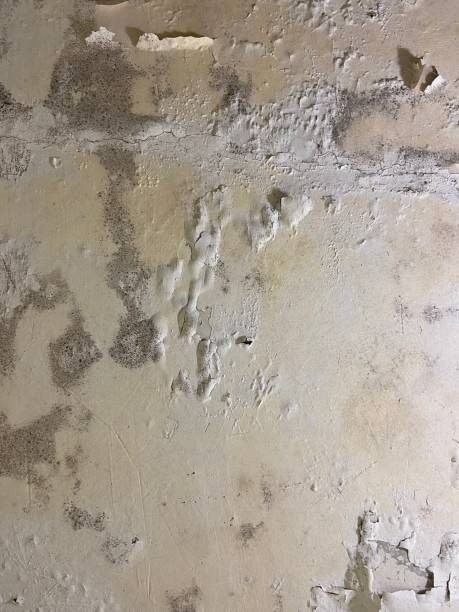 Office Mold Removal Services in West Little River, FL